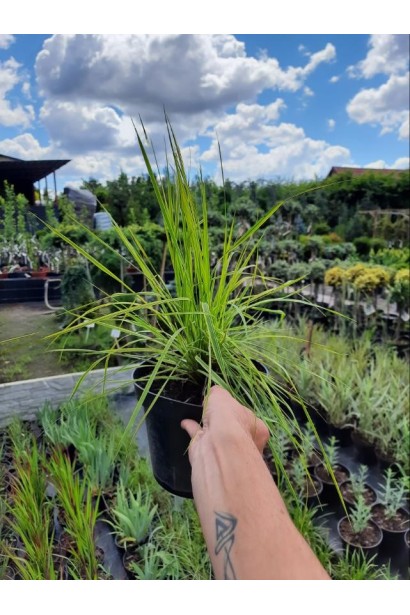 Лепешняк великий Варієгата - 3л/вис.40-50см/Ø40-50см